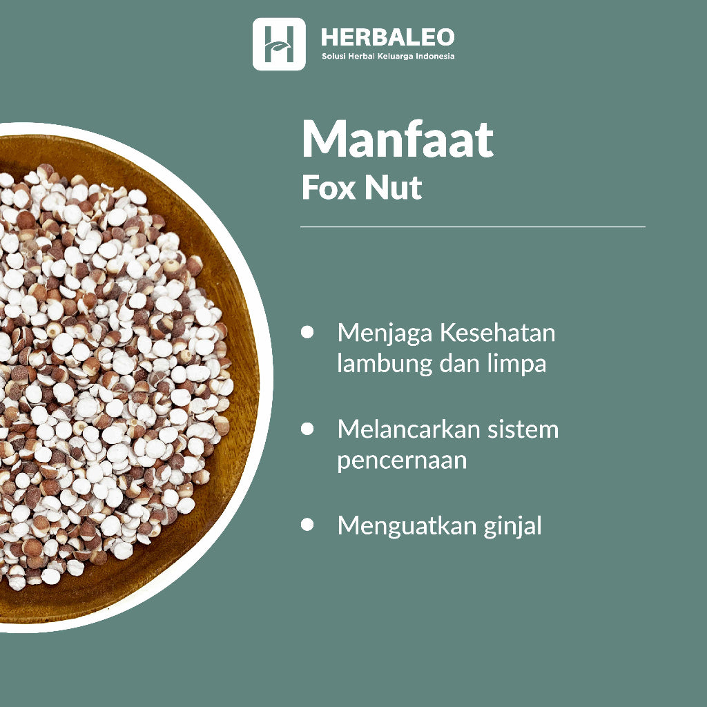 Herbaleo - Qian Shi Fox Nut / Kiansep Euryale Seed / 5 gram